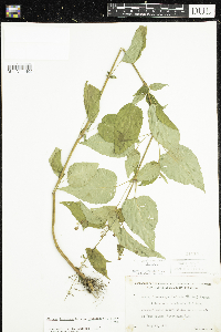 Circaea canadensis image