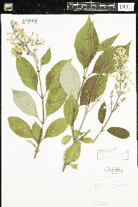 Image of Syringa villosa