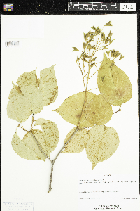 Syringa reticulata image