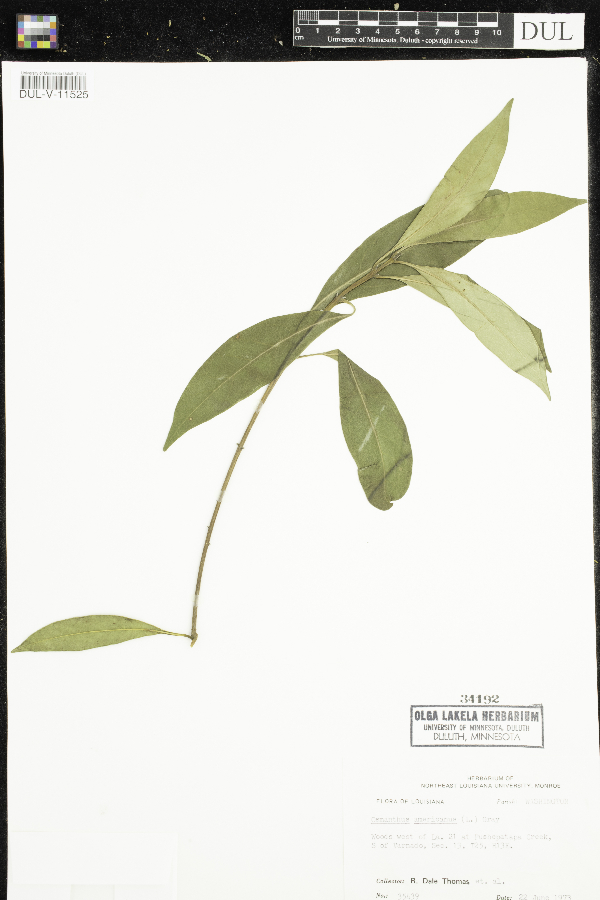 Osmanthus americanus image