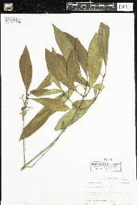 Osmanthus americanus image