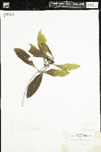 Osmanthus americanus image