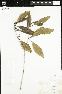 Osmanthus americanus image