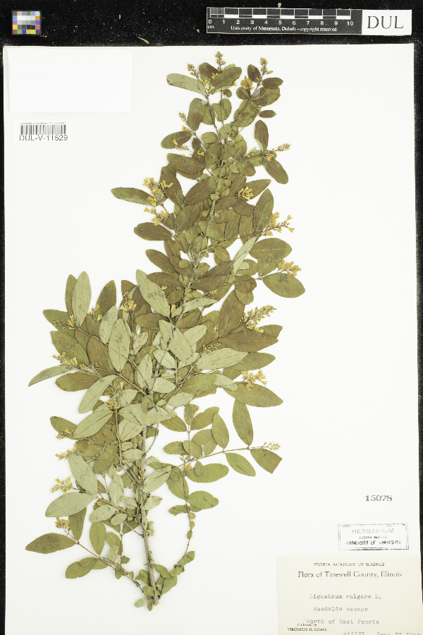 Ligustrum vulgare image