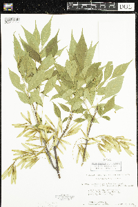 Fraxinus pennsylvanica image