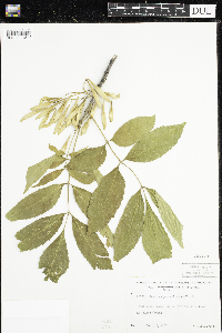 Fraxinus pennsylvanica image