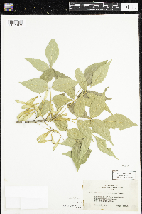 Fraxinus pennsylvanica image