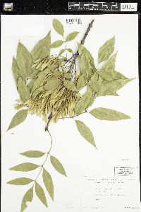 Fraxinus pennsylvanica image