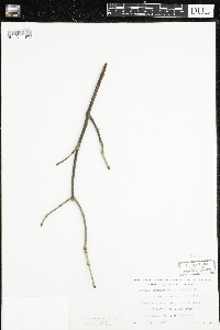 Fraxinus pennsylvanica image