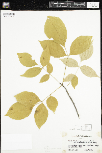 Fraxinus pennsylvanica image