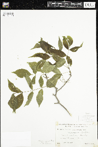 Fraxinus pennsylvanica image