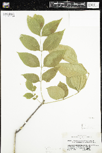 Fraxinus pennsylvanica image