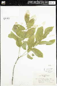 Fraxinus pennsylvanica image