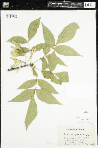 Fraxinus pennsylvanica image