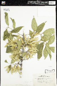 Fraxinus pennsylvanica image