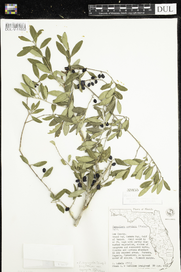 Forestiera segregata var. segregata image