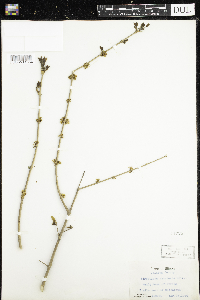 Forestiera acuminata image