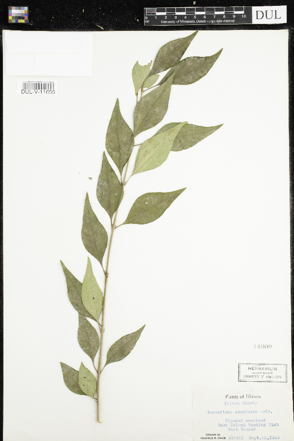 Forestiera acuminata image