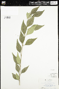 Forestiera acuminata image