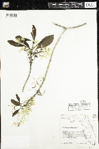 Image of Chionanthus virginicus