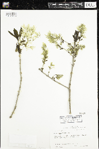 Chionanthus virginicus image