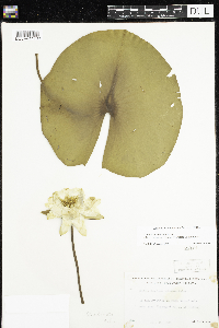 Nymphaea odorata image