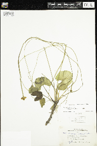 Nuphar microphylla image