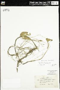 Nuphar microphylla image
