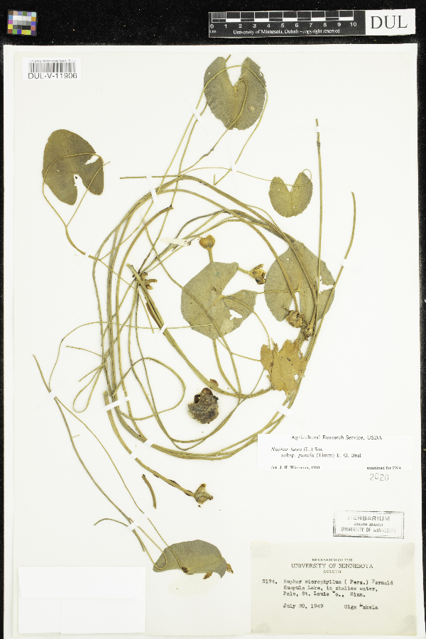 Nuphar microphylla image