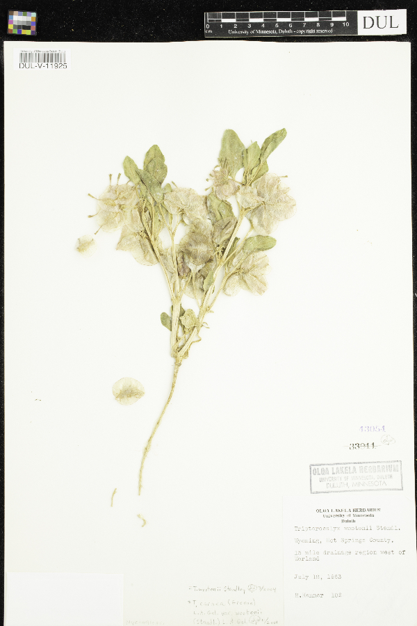 Tripterocalyx wootonii image