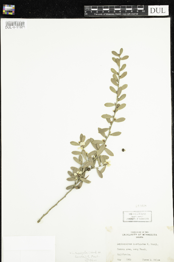 Leptospermum laevigatum image