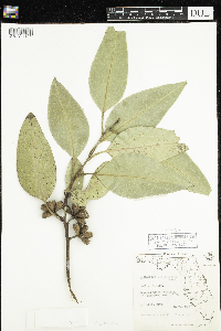 Image of Eucalyptus camaldulensis