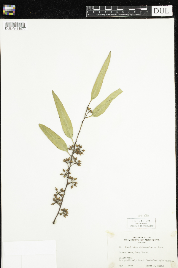 Eucalyptus sideroxylon image