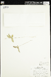 Lysimachia europaea image