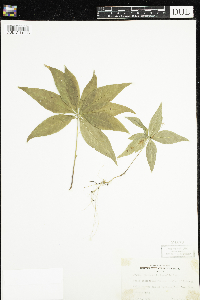 Lysimachia borealis image