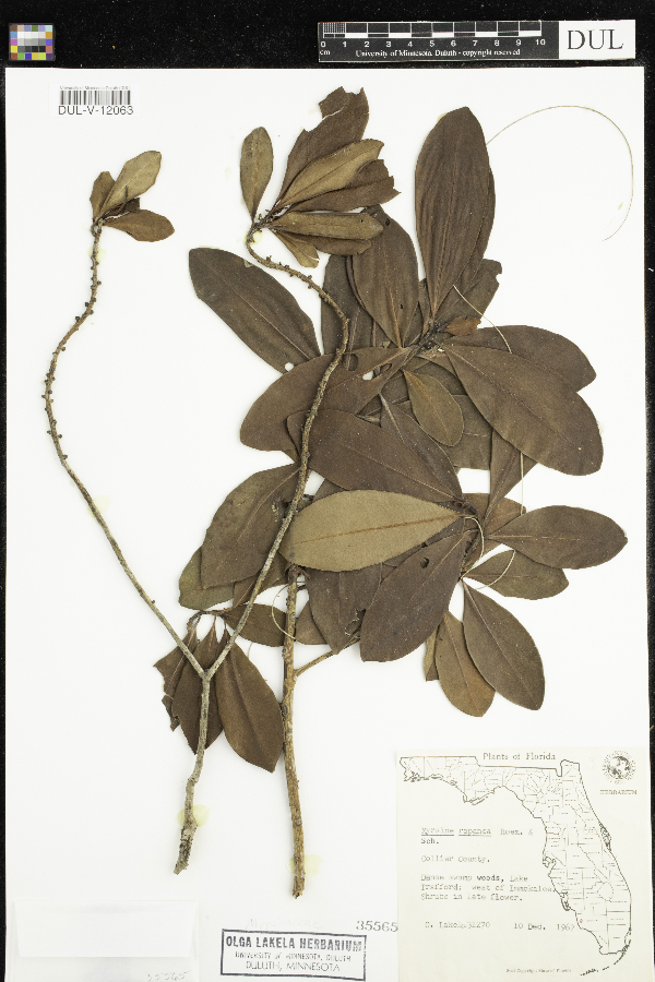 Myrsine rapanea image