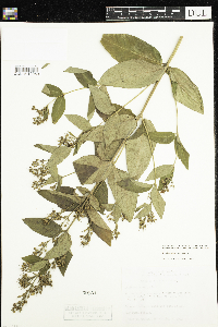 Lysimachia vulgaris image