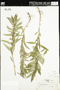 Lysimachia terrestris image