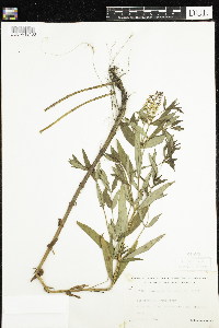 Lysimachia terrestris image