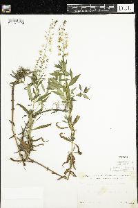 Lysimachia terrestris image