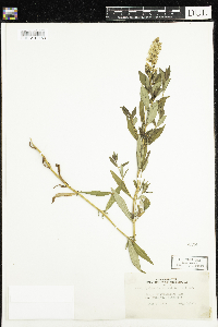 Lysimachia terrestris image