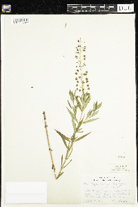 Lysimachia terrestris image