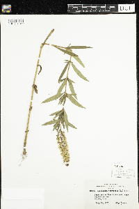 Lysimachia terrestris image