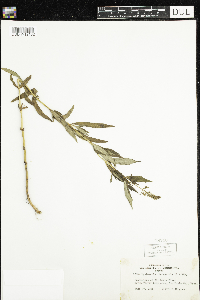 Lysimachia terrestris image