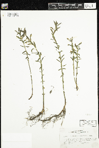 Lysimachia terrestris image