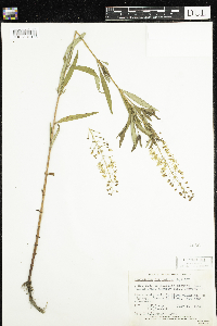 Lysimachia terrestris image