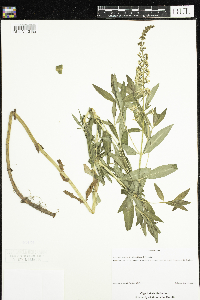 Lysimachia terrestris image