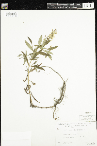 Lysimachia terrestris image