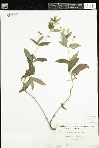 Lysimachia ciliata image