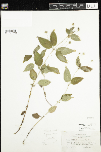 Lysimachia ciliata image